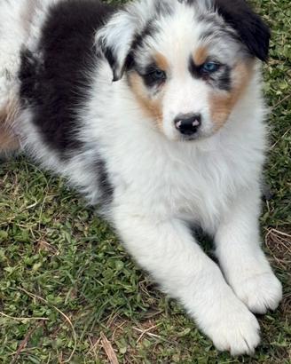Cuccioli Pastore Australiano pedigree Enci