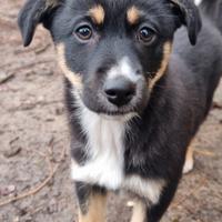 Viole: cucciola di 2 mesi dolcissima e tenerissima