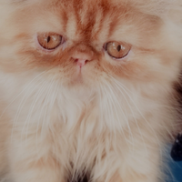 Cuccioli di Gatto Persiano