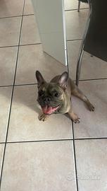 Cucciolo bulldog francese