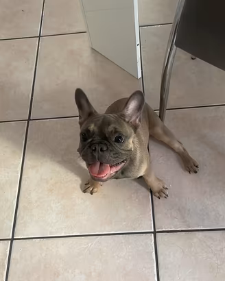 Cucciolo bulldog francese