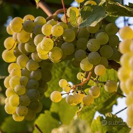 Uva da vino