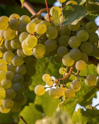 Uva da vino