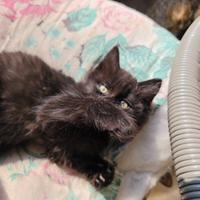 Gattino nero pelo lungo incrocio sacro di Birmania