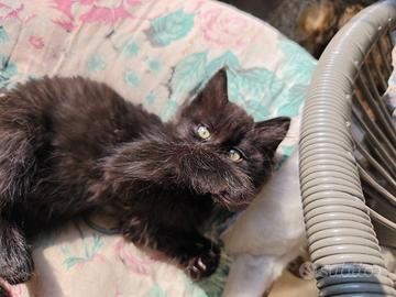 Gattino nero pelo lungo incrocio sacro di Birmania