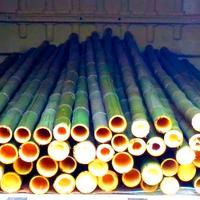 Canne di bambu da 1 a 10 cm. di diametro