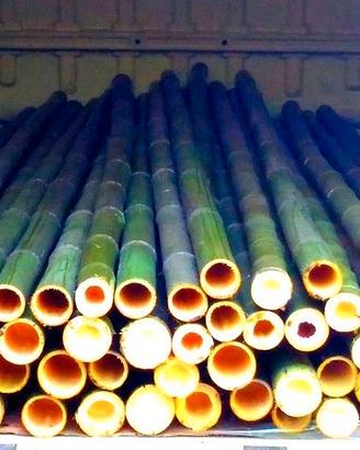 Canne di bambu da 1 a 10 cm. di diametro