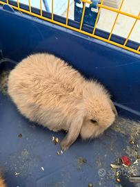 Animali