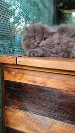 Cucciolo scottish fold (Femmina)
