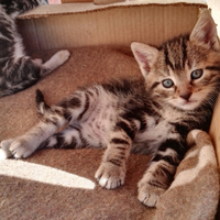 Cuccioli di gatto
