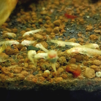 Ancistrus Gould