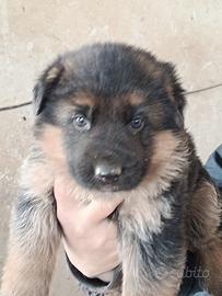 Cuccioli pastore tedesco