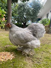 Cocincina nana grigio perla