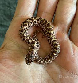 Heterodon nasicus