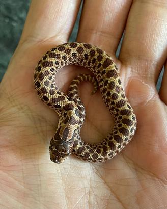Heterodon nasicus