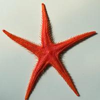 Cracking art anni 90 stella marina