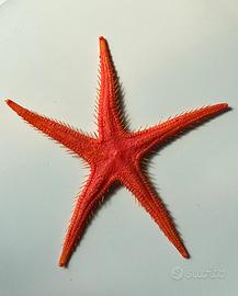 Cracking art anni 90 stella marina