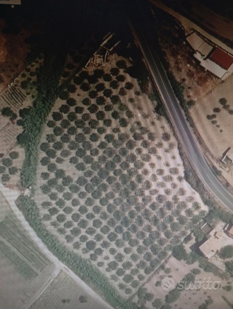 Lotto di Terreno con Alberi d'ulivo produttivi - Altro