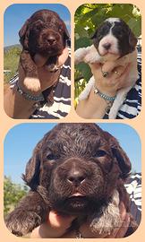Lagotto romagnolo