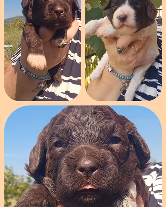 Lagotto romagnolo
