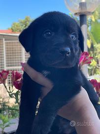 Cuccioli di Labrador retriever con Pedigree Enci