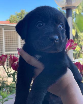 Cuccioli di Labrador retriever con Pedigree Enci