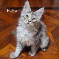 Maine coon