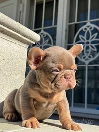 Cucciola di bulldog francese