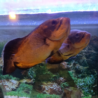 Astronotus