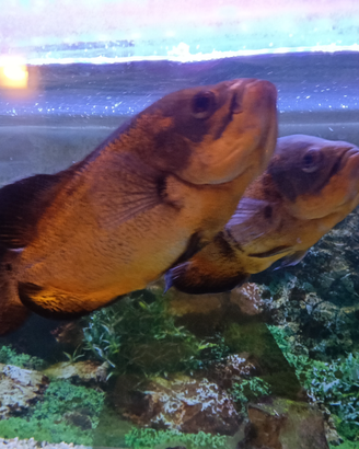 Astronotus