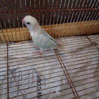 Pappagallo inseparabile