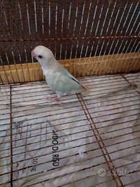 Pappagallo inseparabile