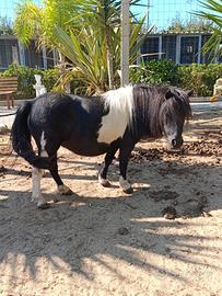 Mini poni