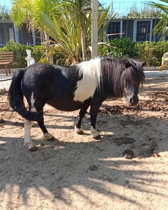 Mini poni