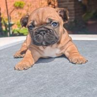 Bulldog francese cuccioli pedigree enci