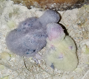 Pulli e giovani inseparabili