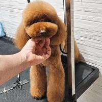 Barboncino Toy Red Pedigree Enci X Monte