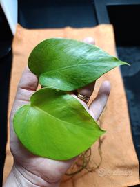 1 talea di  Monstera  con  una radice