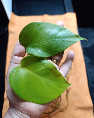 1 talea di  Monstera  con  una radice