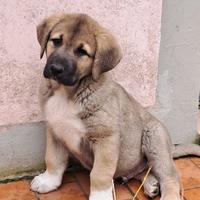 Cuccioli di pastore del caucaso di origine georgia