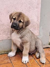 Cuccioli di pastore del caucaso di origine georgia