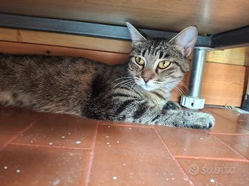 gattina