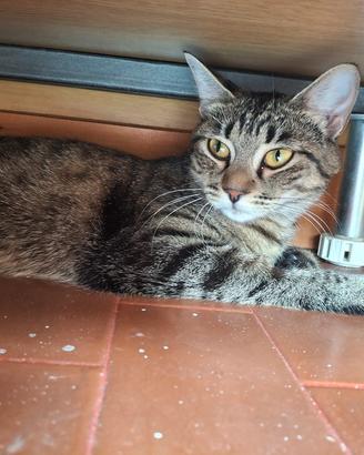 gattina