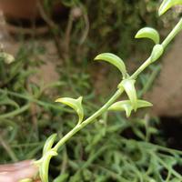 talea pianta delfino 