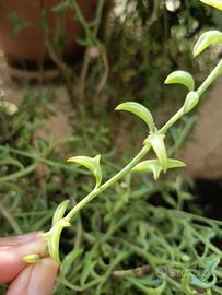 talea pianta delfino 