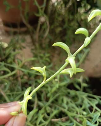 talea pianta delfino 