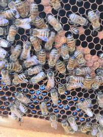 Sciame nuclei di famiglie di api