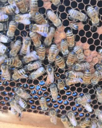 Sciame nuclei di famiglie di api