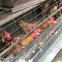 Gabbie polli, galli e galline