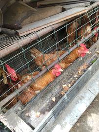 Gabbie polli, galli e galline